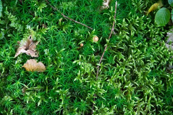 Belle forêt macro nature mousse, branches, champignons et feuilles d'un arbre — Photo