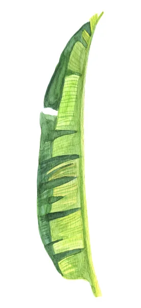 Liść palmowy akwarela banana. Ręcznie malowane oddział egzotycznej zieleni. Jaja w tropikach rośliny na białym tle. Ilustracji botanicznych. Dla projektowania, Drukuj lub tła — Zdjęcie stockowe