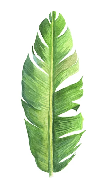 Aquarel enkele tropische blad. Handgeschilderde Banaan palmtak geïsoleerd op een witte achtergrond. Botanische illustratie. Ontwerp, afdrukken of op achtergrond — Stockfoto
