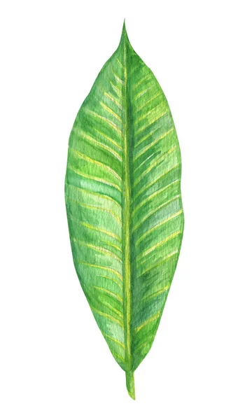 Лист тропічної квітки. Акварель Рука пофарбована в ботанічну ілюстрацію гілка екзотичної зелені. Для дизайну текстилю, друку або фону — стокове фото