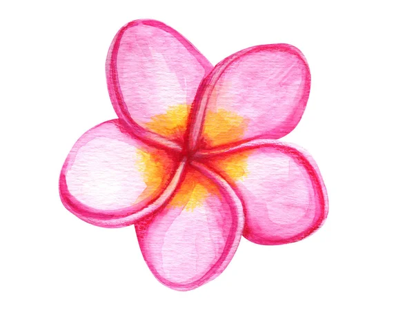 A trópusi rózsaszín virág plumeria akvarell. Kézzel festett botanikai illusztráció egzotikus. Trópusi növény elszigetelt fehér background. A textil tervezés, a nyomtatás vagy a háttér — Stock Fotó