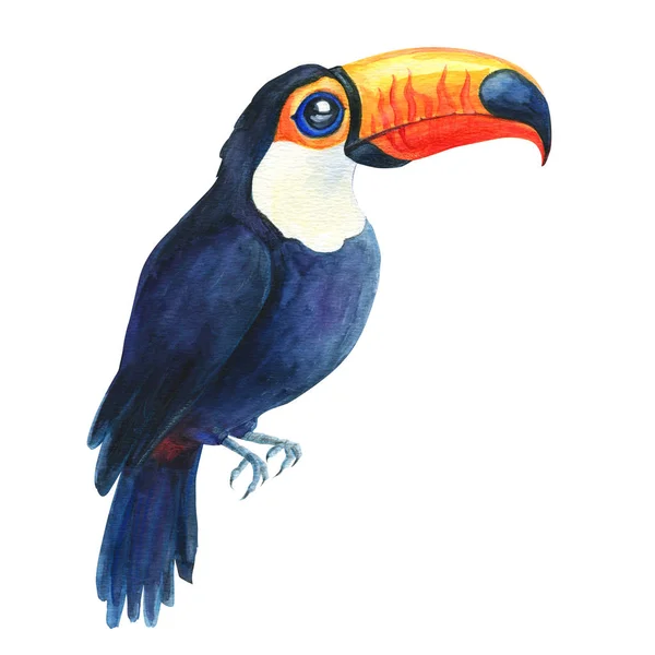 Toucan tropical exotic bird drawing isolated on white background. Watercolor Hand painted illustration.