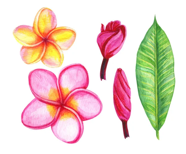 Πλουμέρια σετ λουλούδια είναι ζωγραφισμένα με ακουαρέλα, τροπικό μπουμπούκια ροζ και κίτρινα λουλούδια είναι απαλό χρώμα. Χέρι βαμμένο εξωτικό βοτανικό εικονογράφηση. Τροπικό φυτό που απομονώνονται σε λευκό φόντο. Για το σχεδιασμό — Φωτογραφία Αρχείου