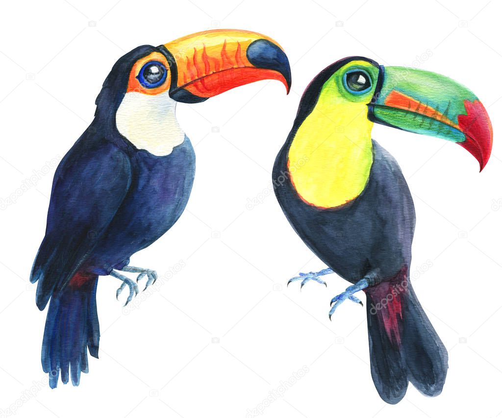 Toucans tropical exotic birds drawing isolated on white background. Watercolor Hand painted illustration