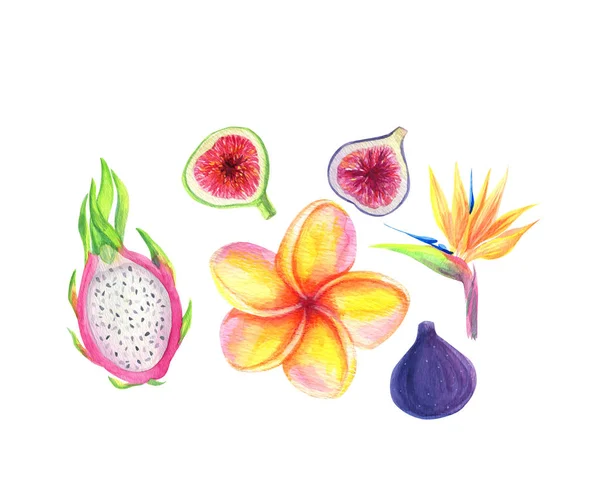 Set Dragão fruta, pitaya exótico fruta tropical fatia, Figos fruta, Plumeria flor, Strelitzia, pássaro do paraíso aquarela mão desenhada ilustração. Isolado sobre fundo branco — Fotografia de Stock