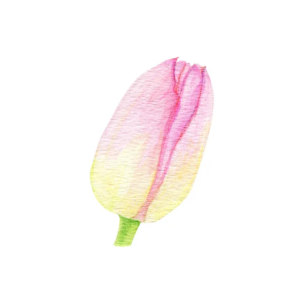 Flor aquarela tulipa rosa, isolado no fundo branco, design pintado à mão para o dia das mães, dia das mulheres, casamento, salvar a data, cartão, feriado — Fotografia de Stock