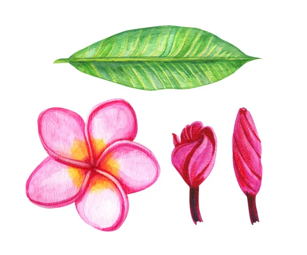 Tropical aquarela Plumeria flores rosa e folhas. Perfeito para o casamento Aloha convite, cartões — Fotografia de Stock