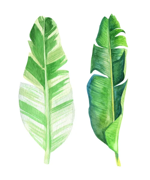 Aquarela Monstera verde folhas tropicais bananas set. Ilustração botânica pintada à mão exótica isolada sobre fundo branco. Perfeito para design de têxteis, impressão ou fundo — Fotografia de Stock