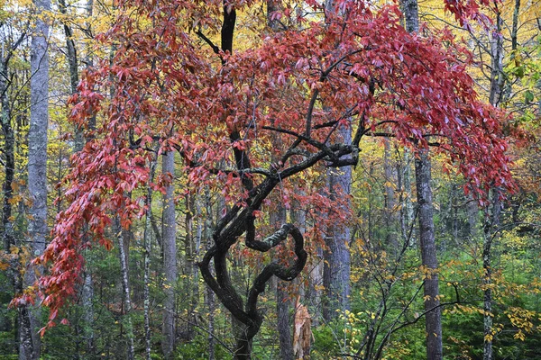 Albero Molto Strano Splendidamente Colorato Nel Parco Nazionale Delle Grandi — Foto Stock