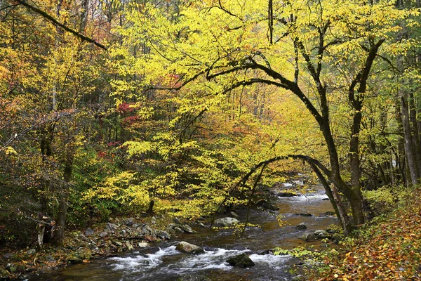 Great Smoky Mountains Podzim Naskýtá Překrásný Pohled Appalachian Podzimní Barevné — Stock fotografie