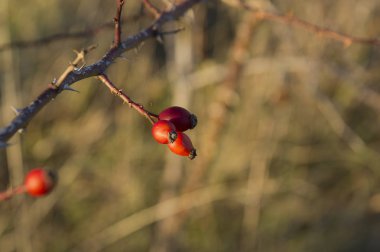 Vahşi kuşburnu vitamin içecekler ve kompostolar için bir kaynaktır. Arka plan bulanık üzerinde vahşi kuşburnu Şubesi.