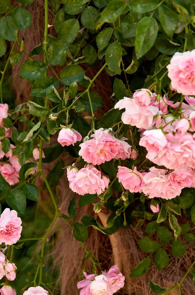 Rosiers Dans Vieux Jardin Espagnol Pétales Rose Rouge — Photo