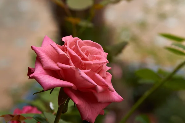 古いスペインの庭でバラの茂み ピンクと赤のバラの花びら — ストック写真