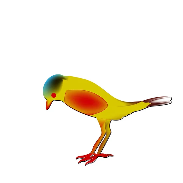 罕见的鸣禽鸟 黄连红花与红腹 — 图库矢量图片