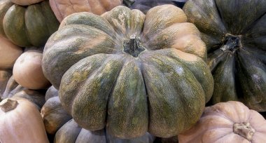 Kabaklar farklı boyut ve renkleri Azizler Bayramı için. Cadılar Bayramı sonbahar kutlama, karnaval.