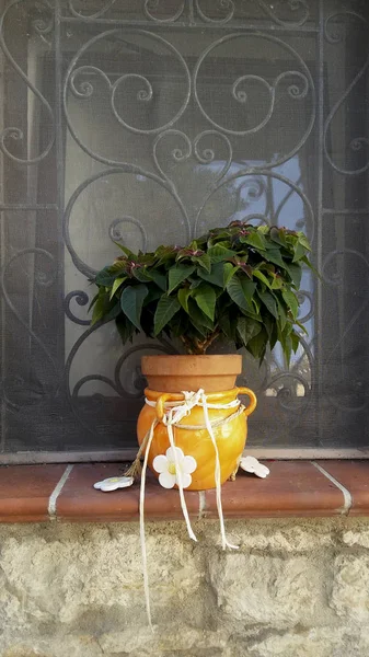 Casa Várias Flores Vasos Projete Pátios Italianos Redor Casa — Fotografia de Stock