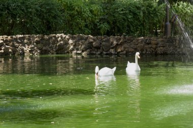 Sevilla, İspanya - 8 Mayıs 2017: Güzel göllerde Maria Luisa Park Endülüs başkentinde, İspanya Sevilla, su kuşları