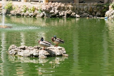 Sevilla, İspanya - 8 Mayıs 2017: Güzel göllerde Maria Luisa Park Endülüs başkentinde, İspanya Sevilla, su kuşları