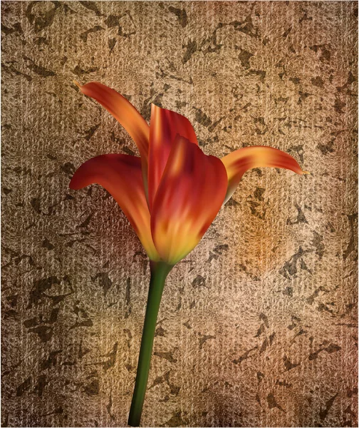 Golden Tulip Zachód Słońca Prezent Święta Uroczystości Bliska — Zdjęcie stockowe