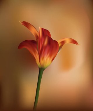 Golden Tulip günbatımında. Tatiller ve kutlamalar için hediye. Yakın çekim.