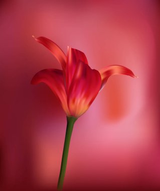 Golden Tulip günbatımında. Tatiller ve kutlamalar için hediye. Yakın çekim.