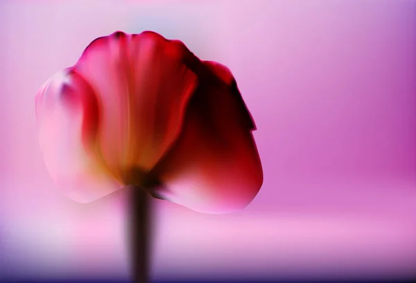 Preciosa Flor Roja Tulipán Sobre Fondo Oro Borroso Romántico Día — Archivo Imágenes Vectoriales