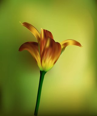 Golden Tulip günbatımında. Tatiller ve kutlamalar için hediye. Yakın çekim.