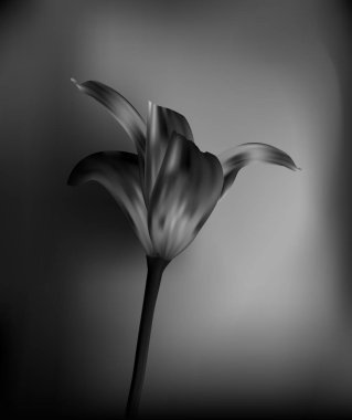 Golden Tulip günbatımında. Tatiller ve kutlamalar için hediye. Yakın çekim.