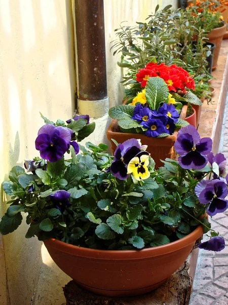 Inicio varias flores en macetas. Diseño patios italianos — Foto de Stock