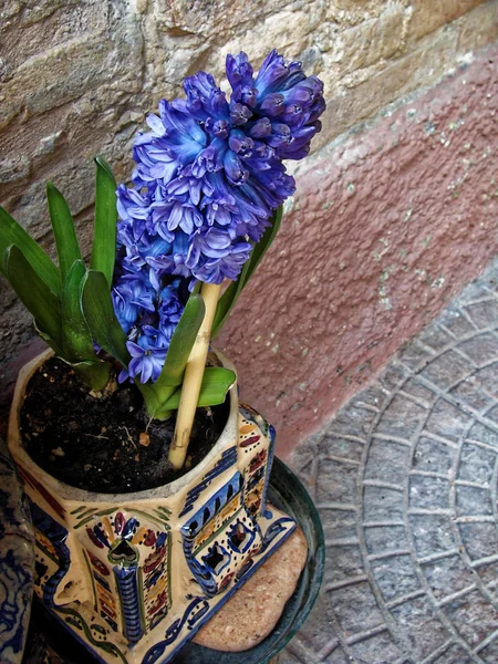 Verschiedene Blumen in Töpfen zu Hause. Design italienischer Innenhöfe — Stockfoto