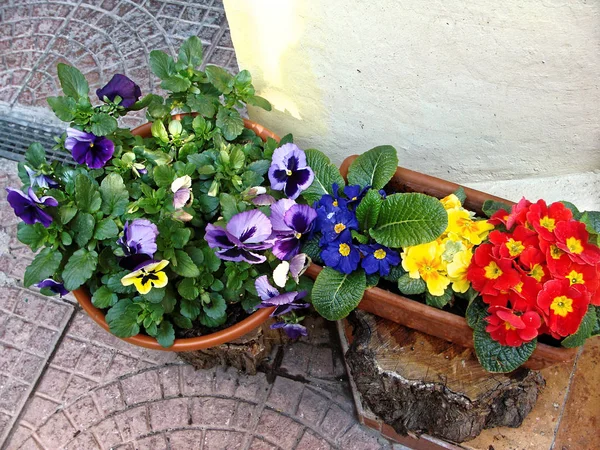 Casa várias flores em vasos. Design pátios italianos — Fotografia de Stock