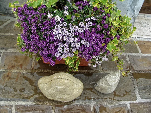 家の植木鉢に様々 な花。イタリアの中庭を設計します。 — ストック写真