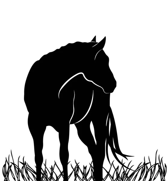 Silhouette bellissimo cavallo arabo. bianco e nero — Vettoriale Stock