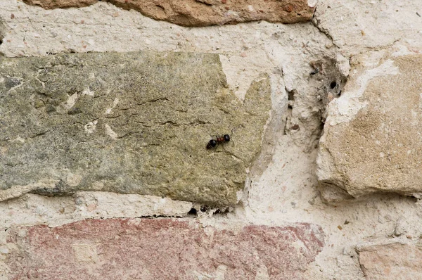 Formiga grande ao lado da teia de aranha na parede, dilapidada, velha, destruída — Fotografia de Stock