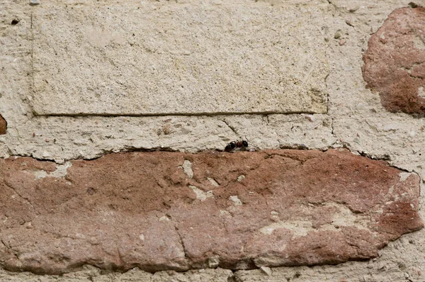 Grande fourmi à côté de toile d'araignée sur le mur, délabré, vieux, détruit — Photo