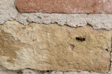 duvarda örümcek ağı yanında büyük karınca, harap, eski, yok