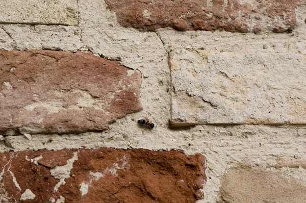 Grande fourmi à côté de toile d'araignée sur le mur, délabré, vieux, détruit — Photo