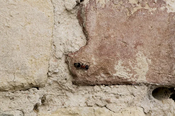 Крупный муравей рядом с паутиной на стене, ветхий, старый, разрушенный — стоковое фото