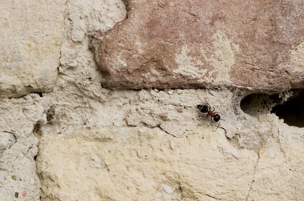 Grande fourmi à côté de toile d'araignée sur le mur, délabré, vieux, détruit — Photo