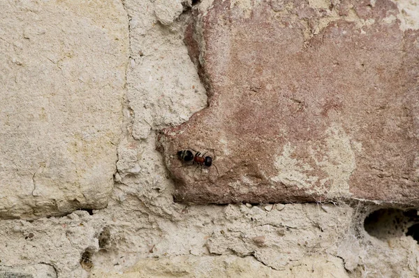 Hormiga grande junto a la tela de araña en la pared, en ruinas, viejo, destruido —  Fotos de Stock