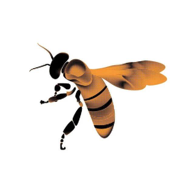 Arany honey bee méh fehér háttér. — Stock Vector