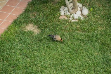 Çimenlerde böcek arayan parlak tüylü bir kuş. Bahçedeki kuş Upupa böcek topluyor..