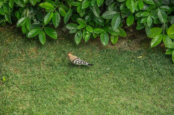 Hoopoe Pájaro Con Plumaje Brillante Busca Insectos Hierba Pájaro Upupa — Foto de Stock