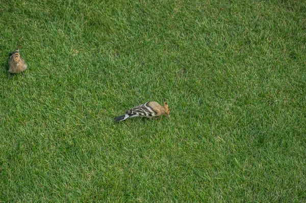 Hoopoe Pájaro Con Plumaje Brillante Busca Insectos Hierba Pájaro Upupa — Foto de Stock