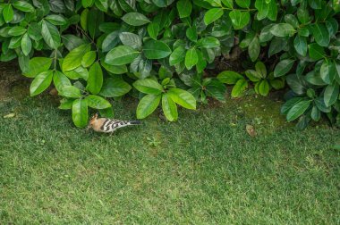 Çimenlerde böcek arayan parlak tüylü bir kuş. Bahçedeki kuş Upupa böcek topluyor..