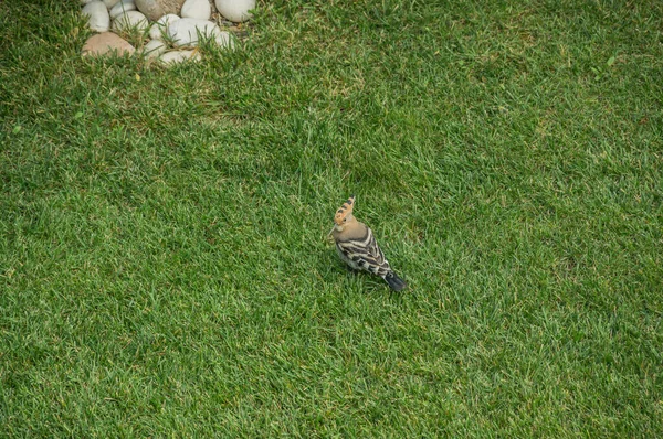 Hoopoe Bird Bright Plumage Looking Insects Grass Bird Upupa Garden — Stock Photo, Image