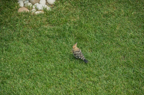 Çimenlerde Böcek Arayan Parlak Tüylü Bir Kuş Bahçedeki Kuş Upupa — Stok fotoğraf