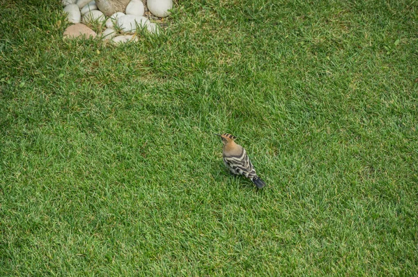 Hoopoe Pájaro Con Plumaje Brillante Busca Insectos Hierba Pájaro Upupa — Foto de Stock