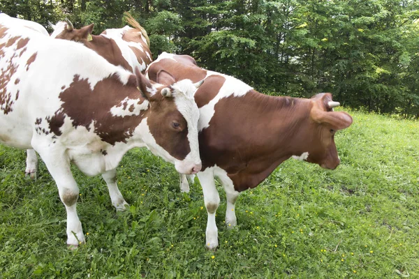 Spotted Red White Cows Meadow Closeup — Stock Photo, Image