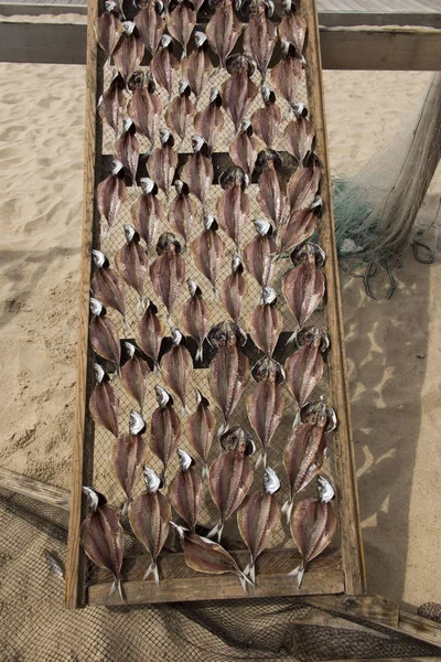 Fische Auf Netzen Liegend Der Sonne Getrocknet Strand Nazare Poryugalien — Stockfoto